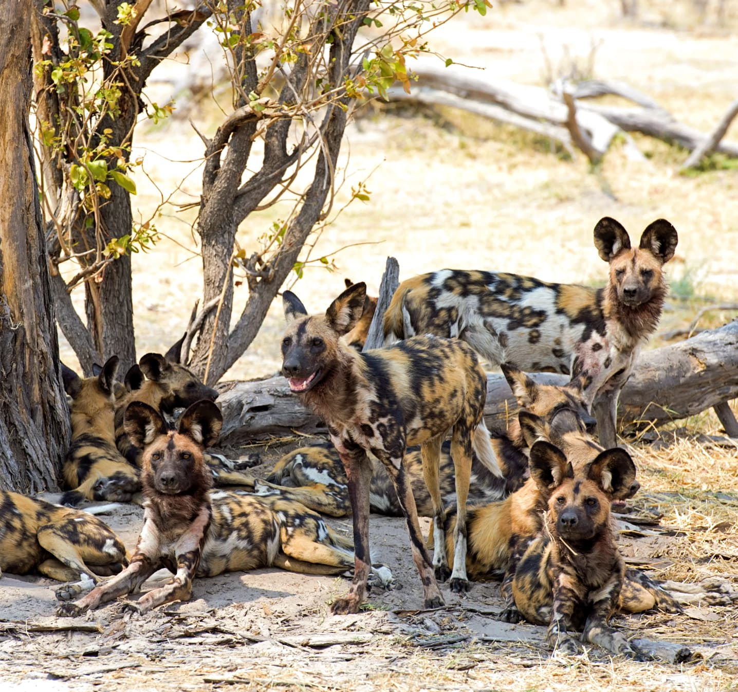 Serengeti