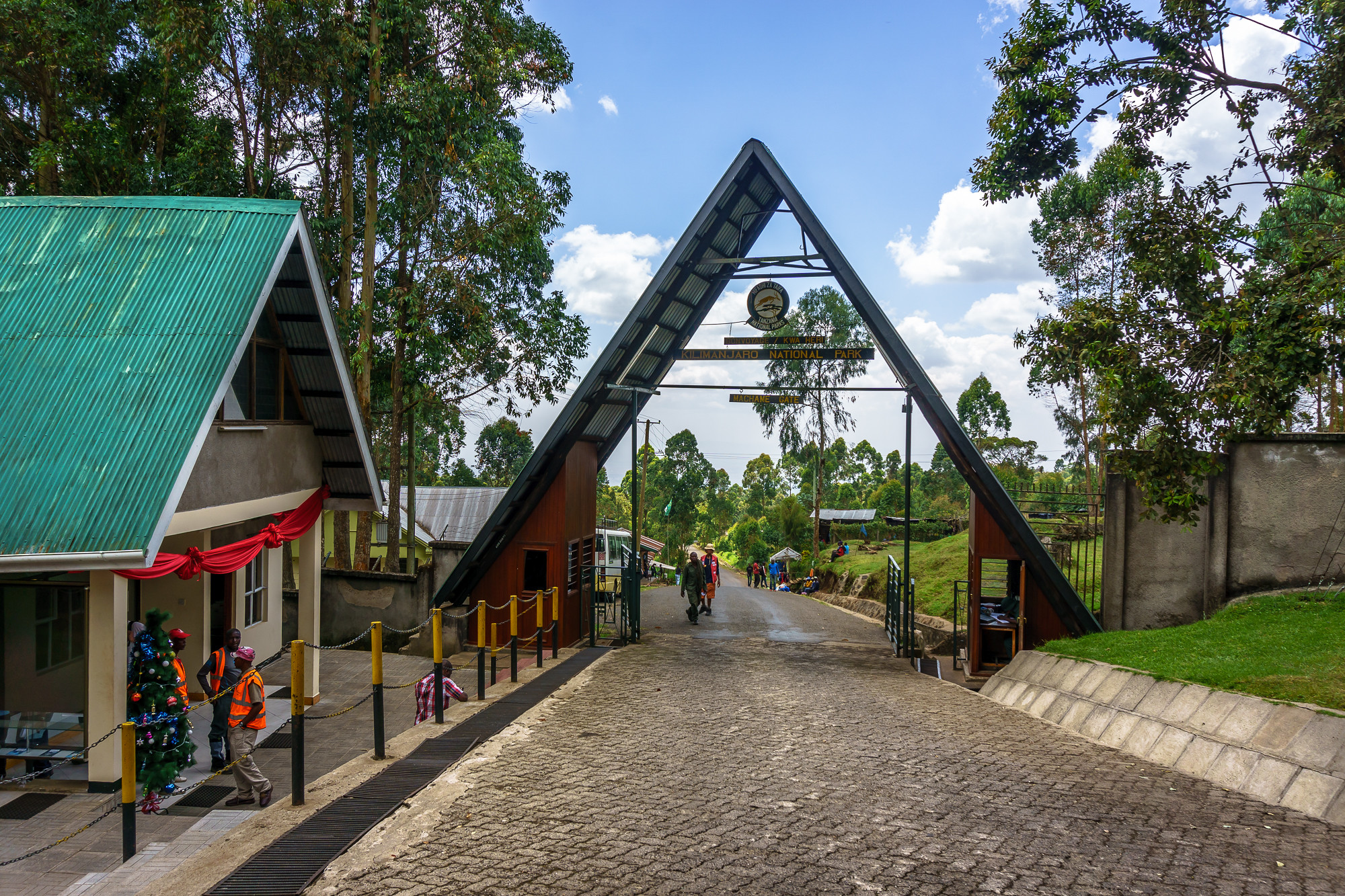 Rainforest zone on Kilimanjaro