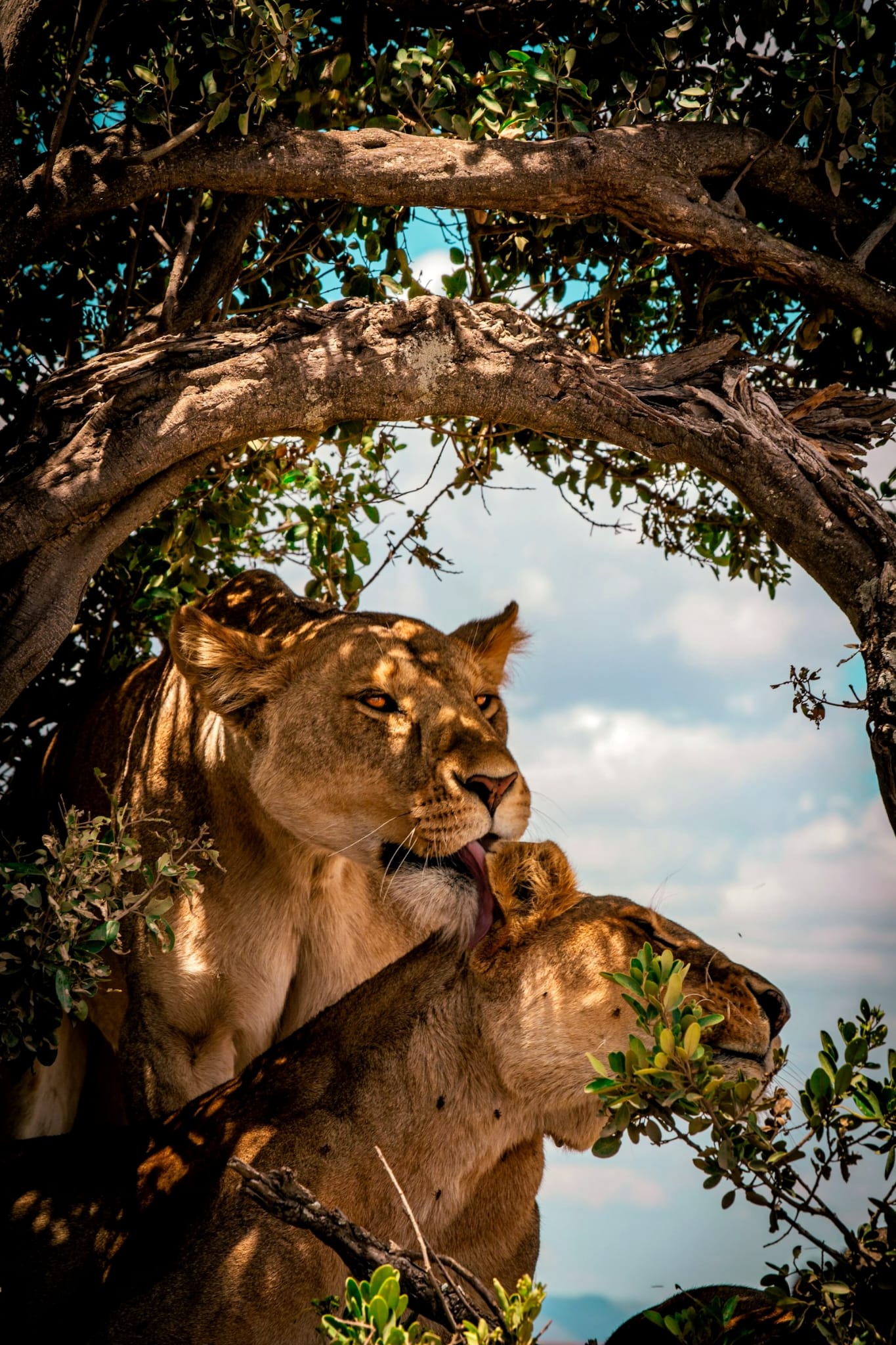 Ngorongoro