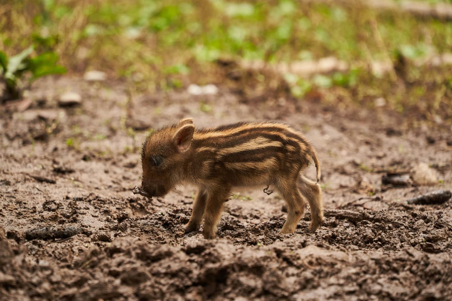 Serengeti
